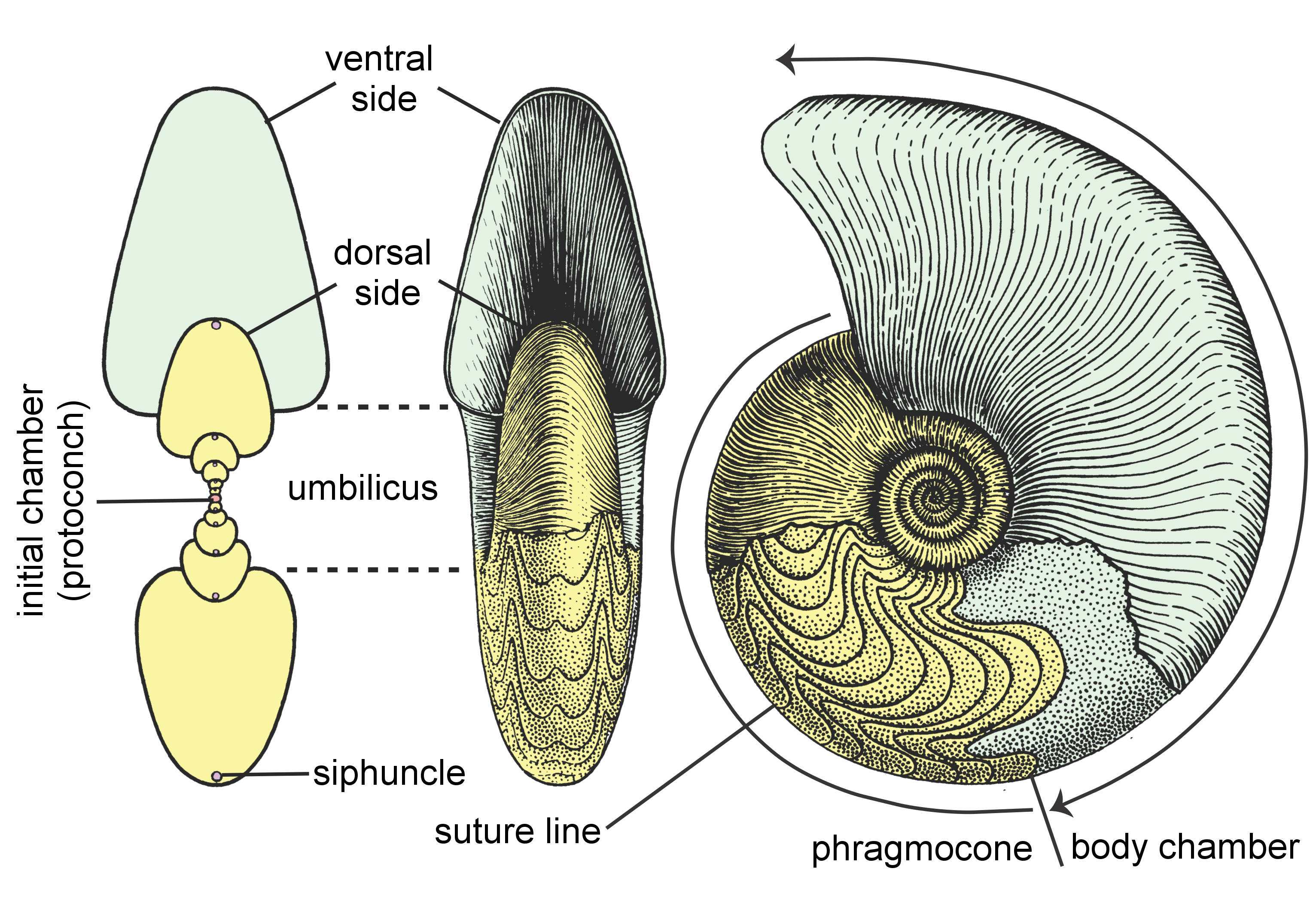 PALAEONTOLOGY[online] | Media: Figure 1