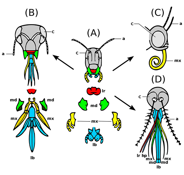 PALAEONTOLOGY[online] | Article: Fossil Focus > Fossil Focus: Arthropod ...